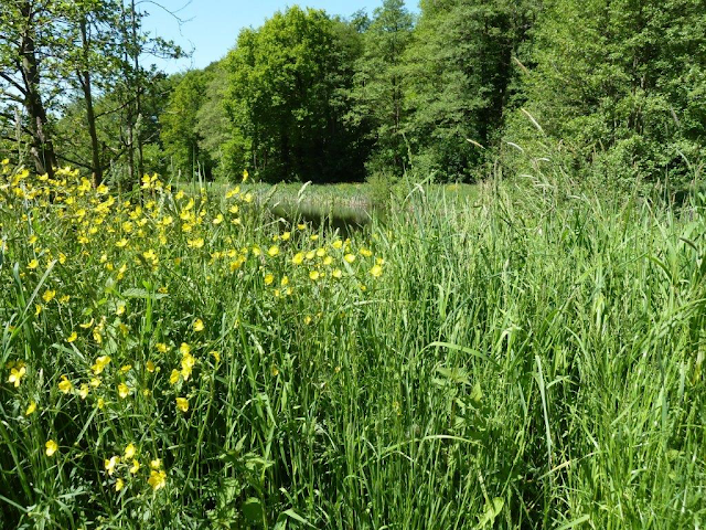 Ach du grüne Neune!